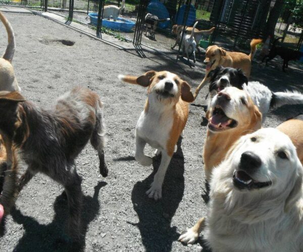 daycare dogs at camelot kennels