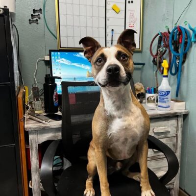 colt at desk